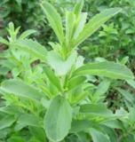 Stevia Leaf Extract