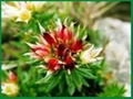 Rhodiola Rosea Extract