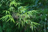 Bamboo Leaf Extract