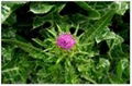 Milk Thistle Extract