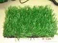 Artificial Grass 1