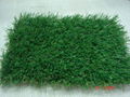 Soccer Grass 1