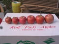 fuji apple 3