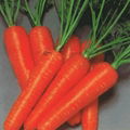 carrot 