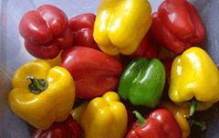 capsicum