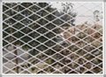 square mesh fence 2