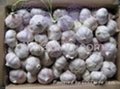 Normal white & pure white garlic 1