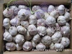 Normal white & pure white garlic