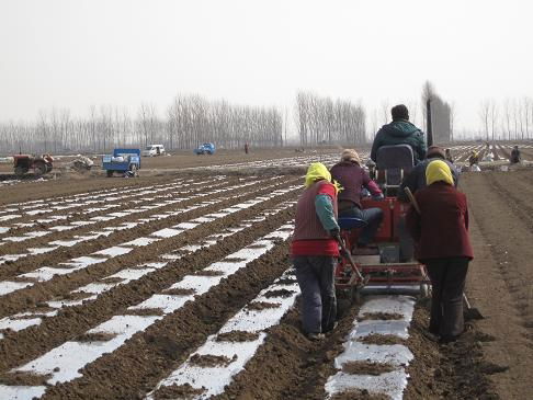 2MB-1/2 Potato planter(rotary type) 4