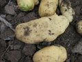 Potato planter(double ridges separate) 4