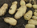 Potato planter(double ridges separate) 5