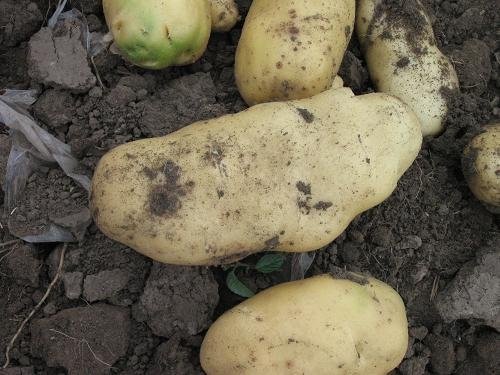 Potato seeder(Disc type) 4
