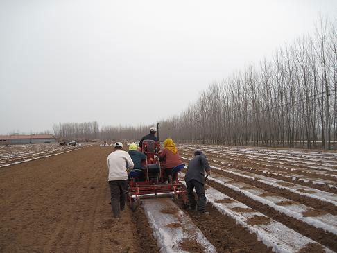 Potato seeder(drip type) 3