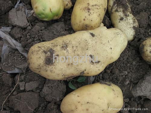 Potato seeder(Disc type) 4