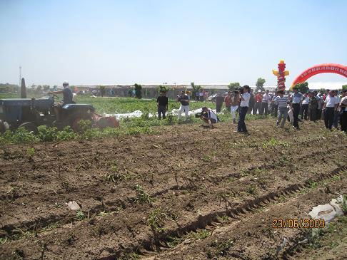 Potato stem crusher 4