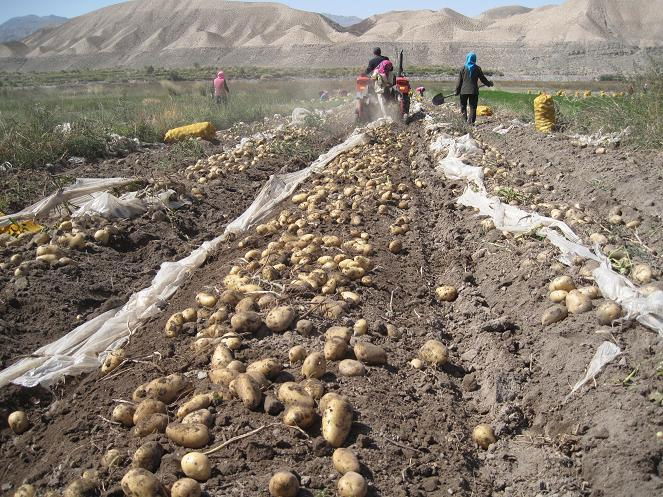 Potato harvester 2