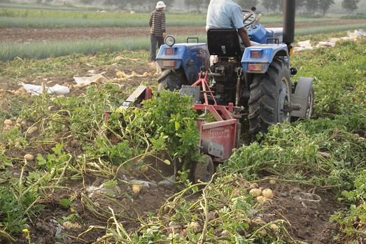 Potato harvester 3