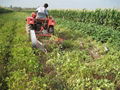 Potato harvester 3