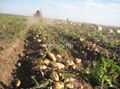 Potato harvester 5