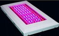 LED grow light 120w 1