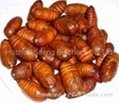 Silkworm Pupa Protein Powder 1