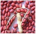 Red skin peanut kernel