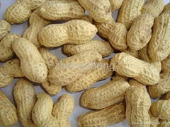 peanut in shell
