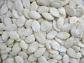 Snow white pumpkin seeds 1