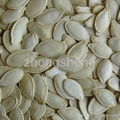 Shine skin pumpkin seeds 1