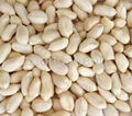 Blanched peanut kernel 3