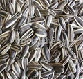 Sunflower seeds 1