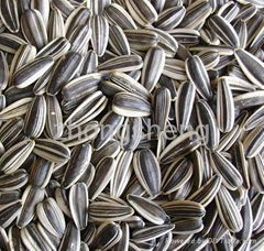 Sunflower seeds