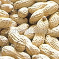 peanut in shell 1