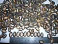 Black watermelon seeds 2