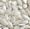 Snow white pumpkin seeds 2