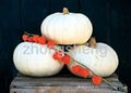 Snow white pumpkin seeds 3