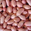 peanut kernels 3