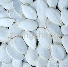 New Crop Snow White Pumpkin Seeds