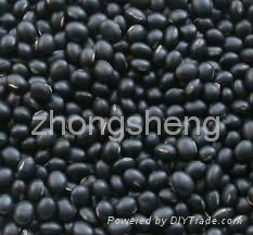 Small black kidney beans