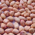 2012 new crop shandong peanut kernel  2