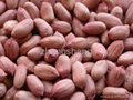 2012 new crop shandong peanut kernel  3