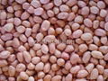 2012 new crop shandong peanut kernel  4