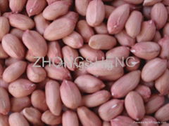 2012 new crop shandong peanut kernel 