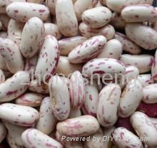 Light speckled kidney bean