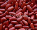 British type dark red kindey bean