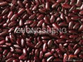 British type dark red kindey bean 2