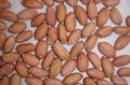 peanut kernels 1