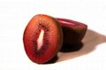 Red Kiwifruit 4