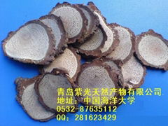 Chinese actinidia root