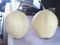 su pear 2